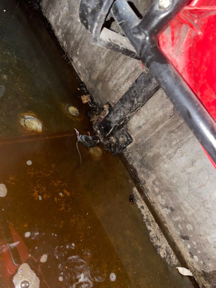 Fan spots DEAD RAT in puddle under Old Trafford seat