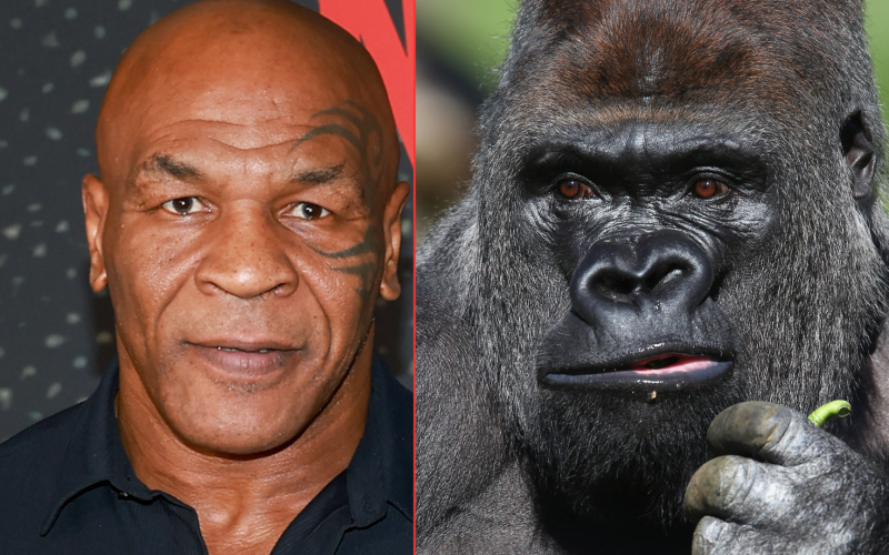 Mike Tyson almost had a fight with a silverback gorilla, with the boxing icon offering a zookeeper a huge amount of money to make it happen