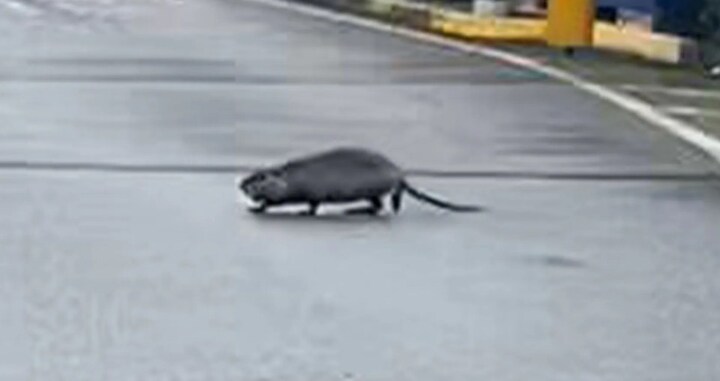 Giant rodent walks across road at Milan airport as fans wait for Kyle Walker’s arrival ahead of AC Milan transfer